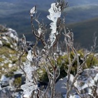 Icy Pole - SarahAtkinson